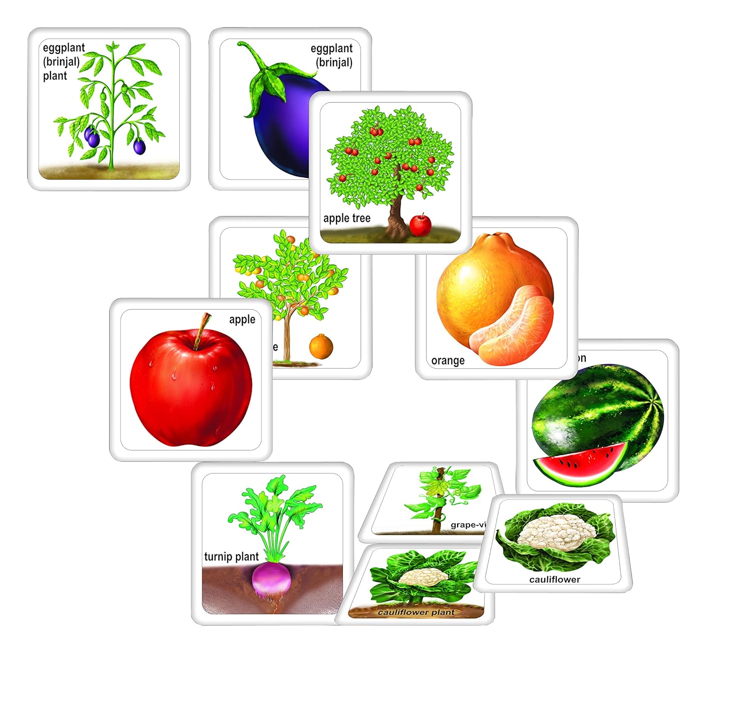 Creative’s Fruits Vegetables & Their Plants Learn The Importance of Fruits & Vegetables in Our Daily Life Memory Games Learning & Educational Ages 4+ - Image 2
